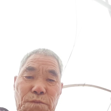 出口红香酥梨，边贸货，持续装车中