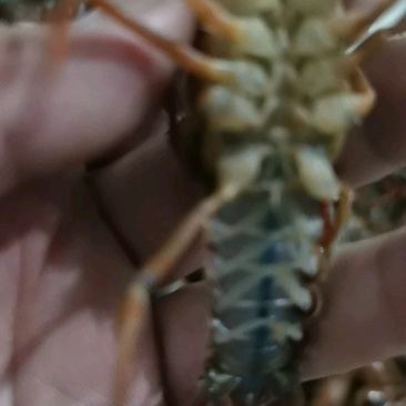 湖北潜江小龙虾清水精养规格齐全底板干净一手货源全国发货
