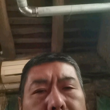 小糖丸西瓜山东省聊城市莘县魏庄镇基地直供