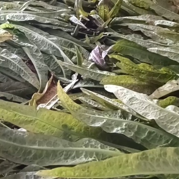 陆地种植的尖叶莴笋正在上市