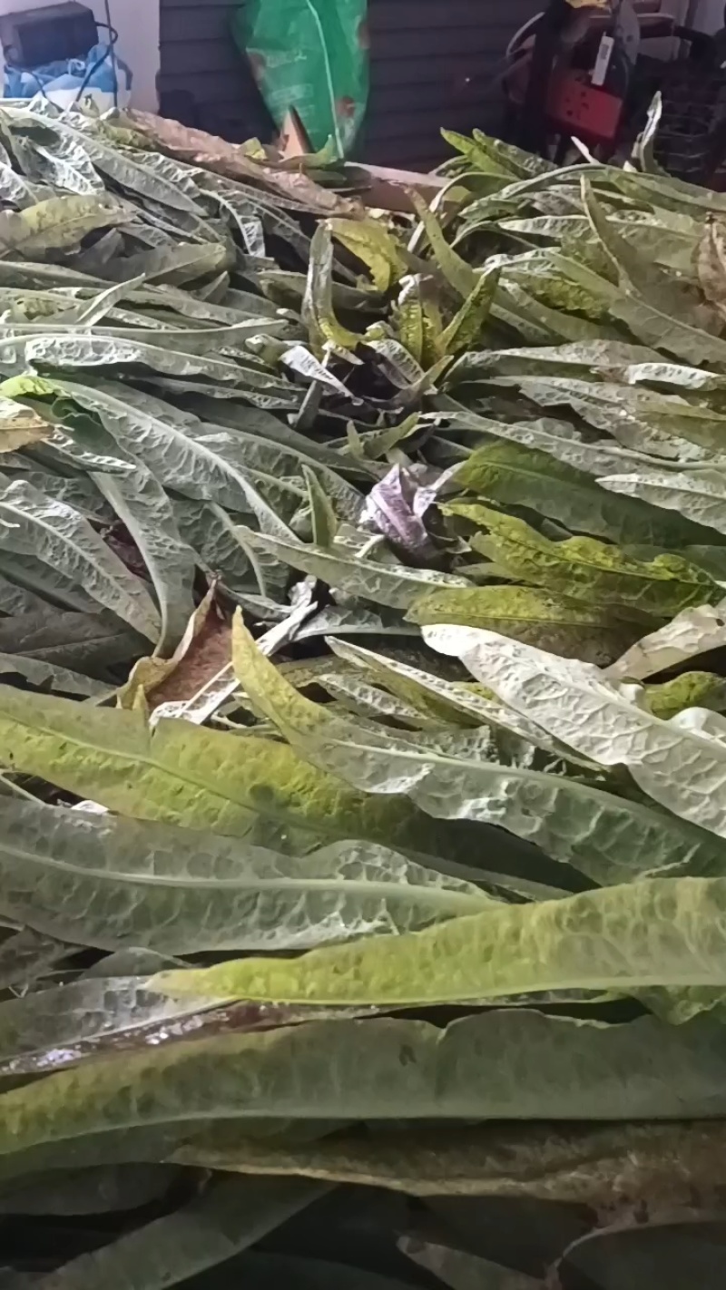 陆地种植的尖叶莴笋正在上市