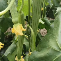 连云港鲜花丝瓜基地直发，货量常年供应承接电商