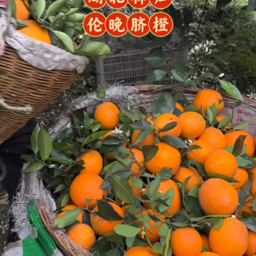 湖北秭归伦晚脐橙
