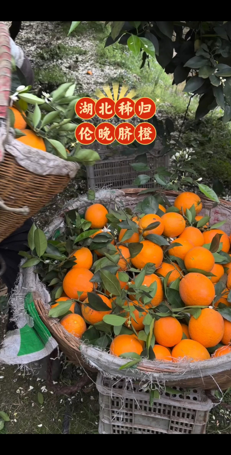 湖北秭归伦晚脐橙