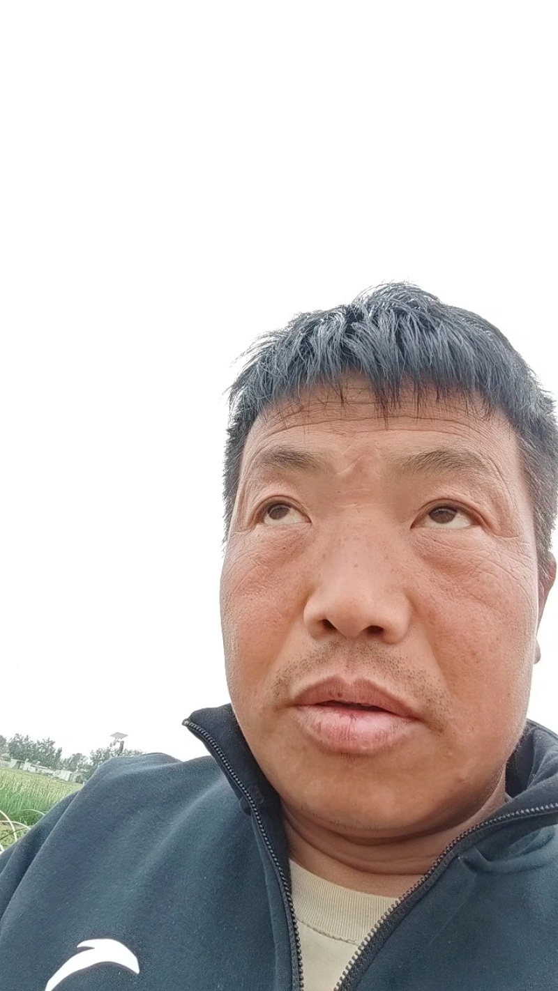 辣椒苗，小米椒