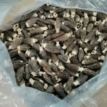 新货羊肚菌产地直销批发新鲜烘干头茬羊肚菌土特产礼盒菌菇包