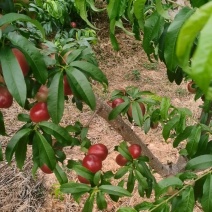 攀枝花油桃白心油桃基地直供，规格齐全，量大从优价格可谈
