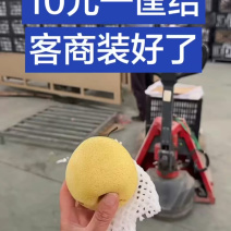 沧州水晶鸭梨，物美价廉，满车发货！
