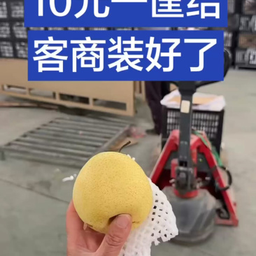 沧州水晶鸭梨，物美价廉，满车发货！