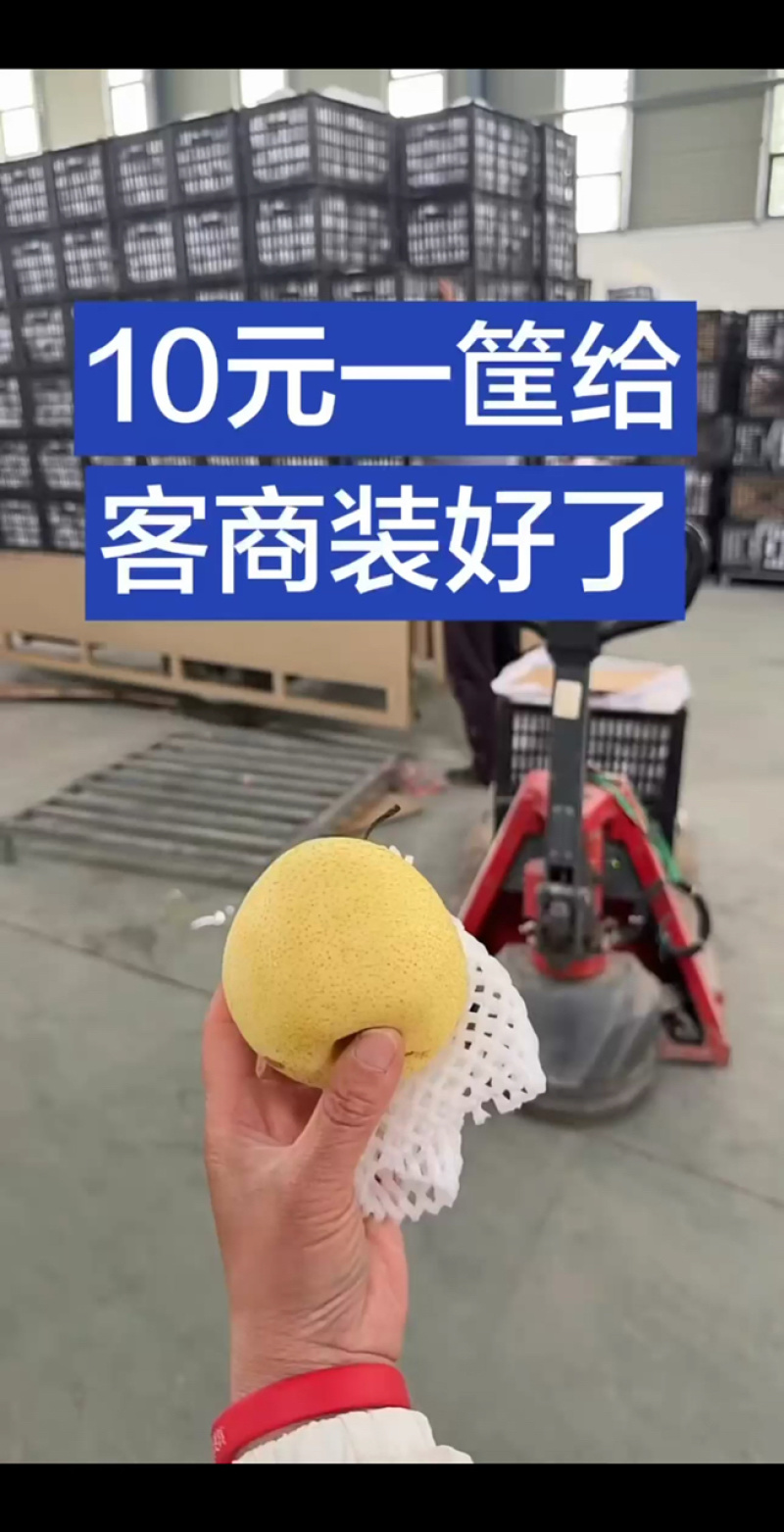沧州水晶鸭梨，物美价廉，满车发货！