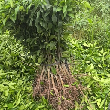 优质大叶枳头沃柑苗(大叶沃柑)质量良好，量大可开正式发票