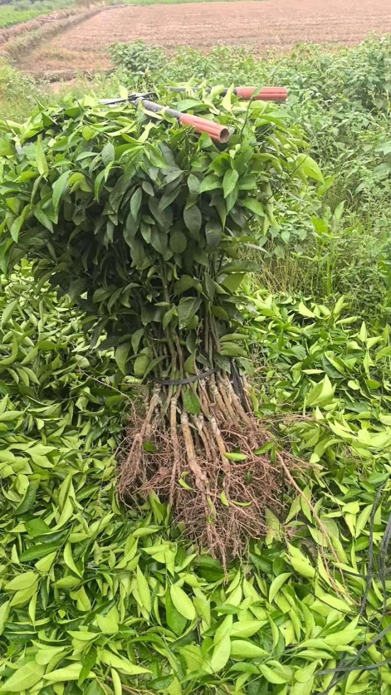 优质大叶枳头沃柑苗(大叶沃柑)质量良好，量大可开正式发票