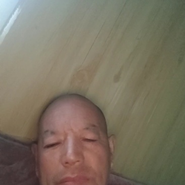绿皮西葫芦源充足量大从优质量保证对接全国欢迎咨询