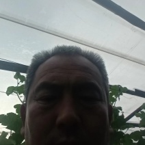 旱黄瓜