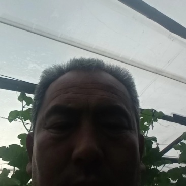 旱黄瓜