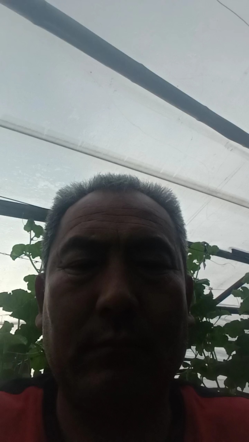 旱黄瓜