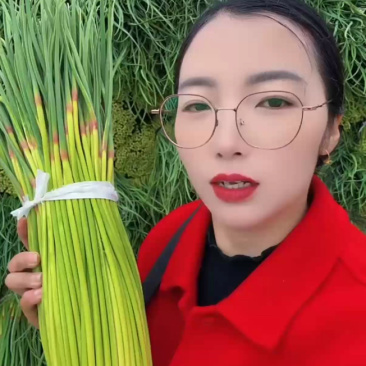 河南淮阳，新鲜蒜苔大量上市，价格下滑，有需要的联系