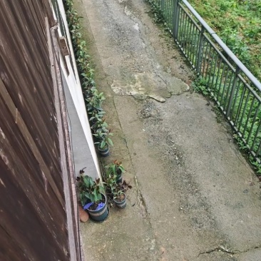 黑老虎盆景室内布福娜盆栽绿植四季常青好养可结果
