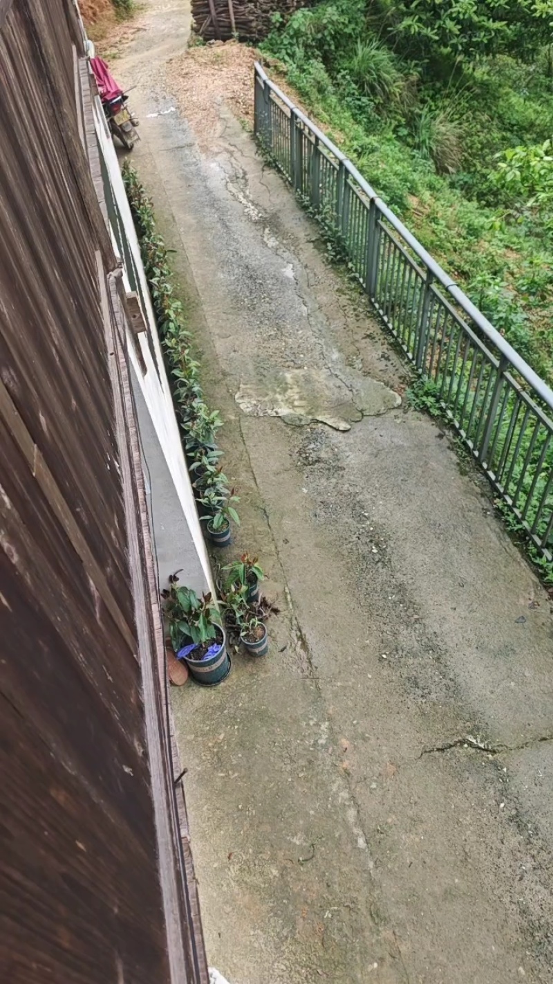 黑老虎盆景室内布福娜盆栽绿植四季常青好养可结果