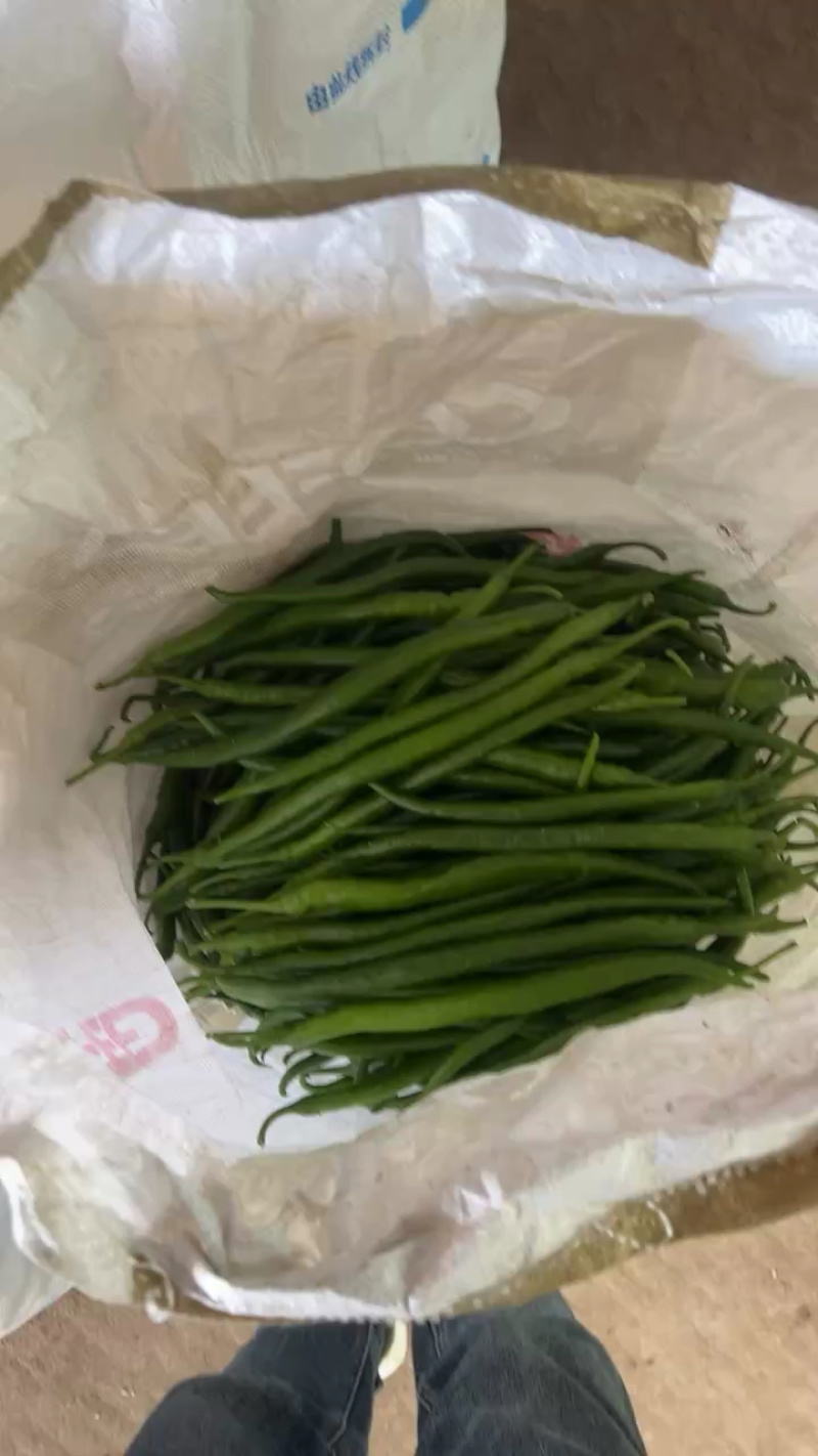 线椒鲜辣椒河北辣椒唐山市滦南线椒大量上市黑金条质量上乘
