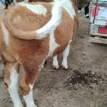 西门达尔小姑子，老片母牛，全国发货，市场批发价格低