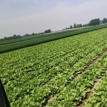 球生菜园生菜一手货源基地直发货源充足量大从优
