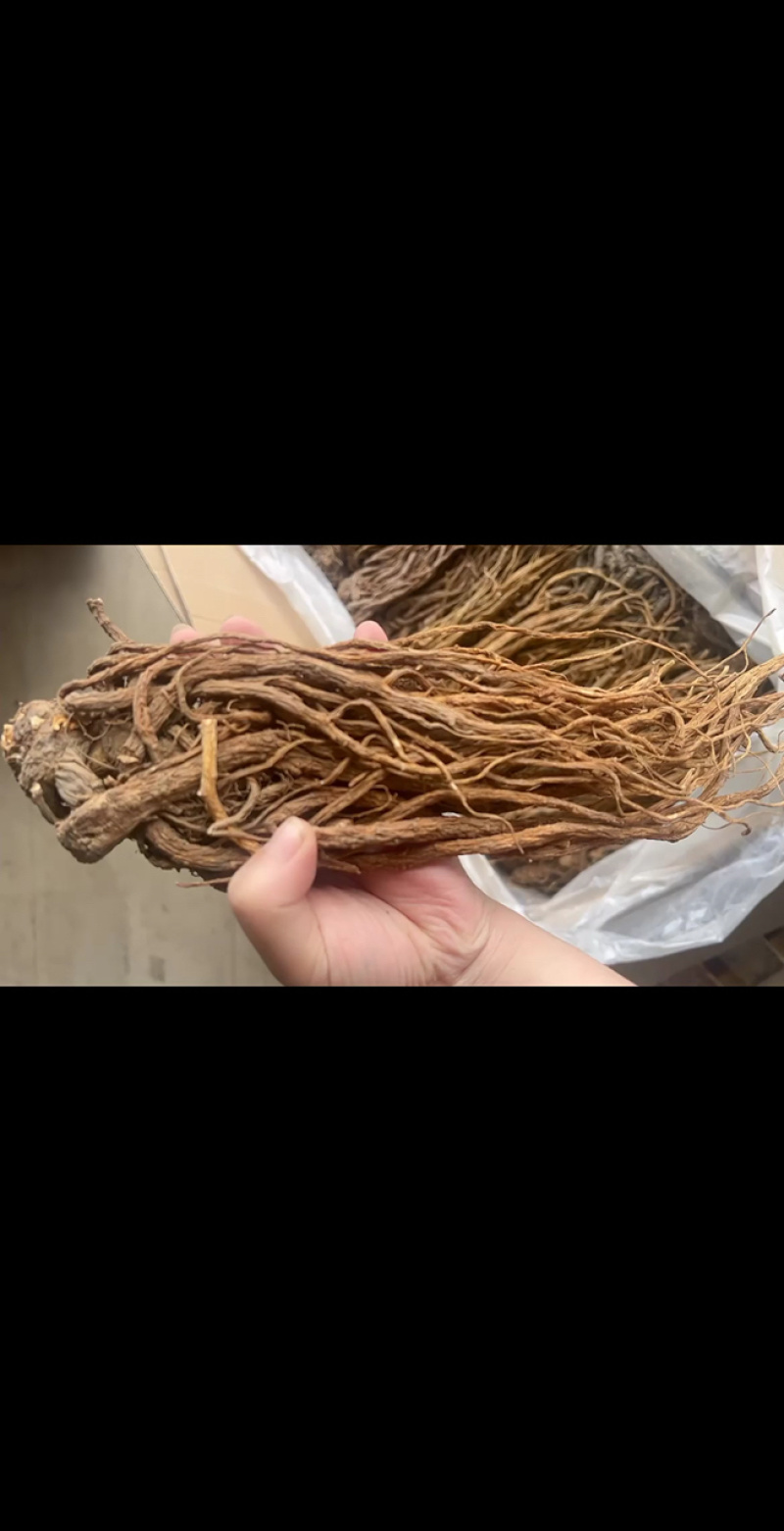 当归地摊电商批发甘肃岷县无硫当归中药材批发当归干