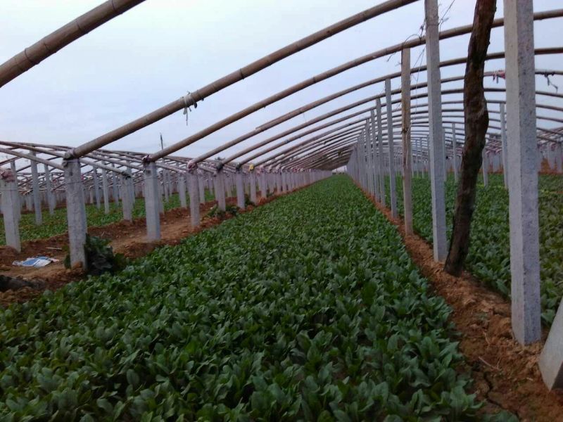 名门菠菜15~20厘米