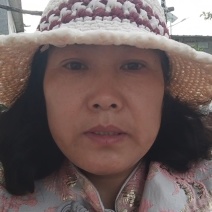 优质金银花苗/视频看货/品质保证/欢迎老板来订购
