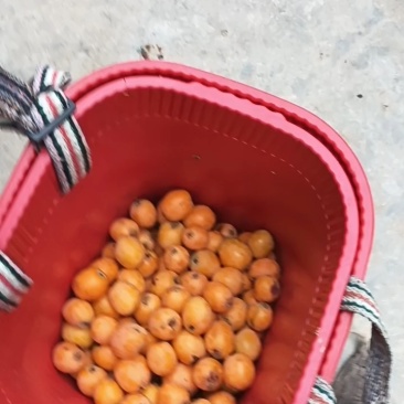 批把