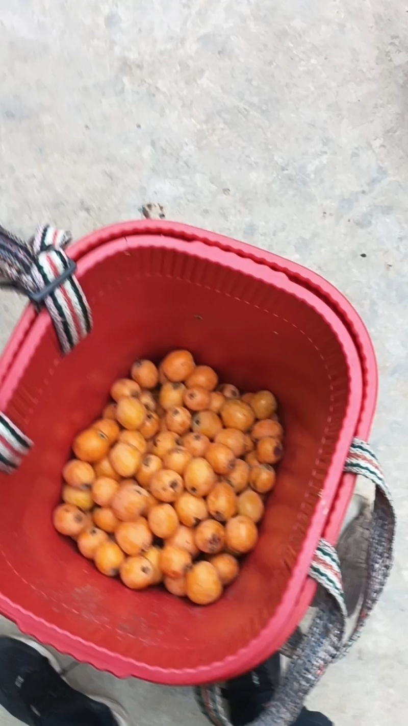 批把