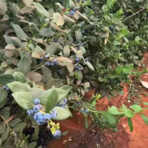 云南花香蓝莓L25统货，价格低非常划算