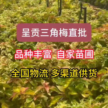 三角梅花苗地栽盆栽花卉观花植物室内阳台庭院爬藤垂丝四季可开花