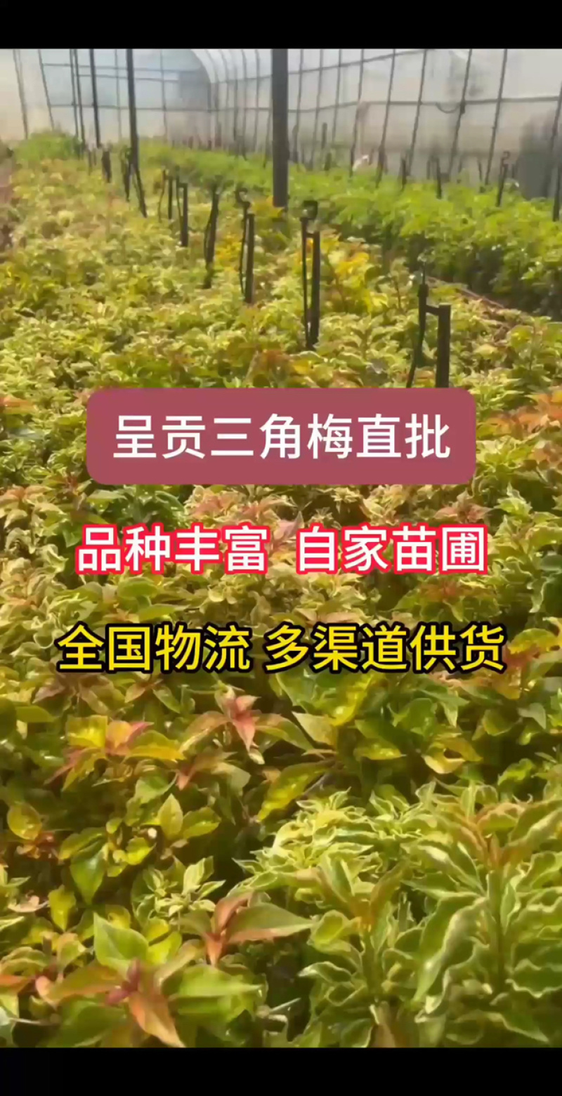 三角梅花苗地栽盆栽花卉观花植物室内阳台庭院爬藤垂丝四季可开花