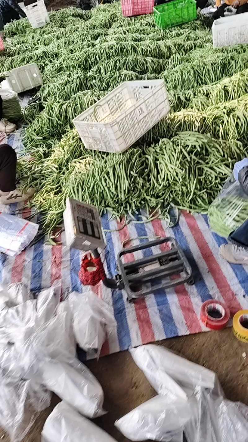 精品无筋豆山东聊城莘县无筋豆现货供应视频看货