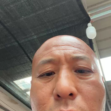 螺丝椒鲜辣椒唐山滦南螺丝椒大量上市，欢迎各位客商来电咨询