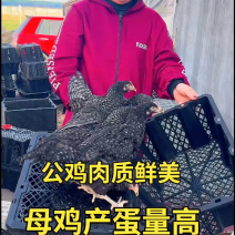 纯种芦花鸡/基地直发/规格齐全/大量现货/欢迎选购