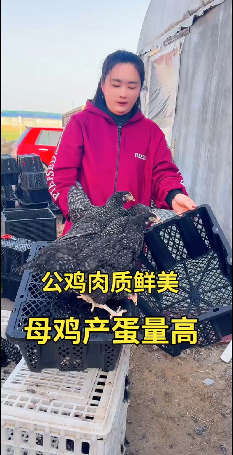 纯种芦花鸡/基地直发/规格齐全/大量现货/欢迎选购