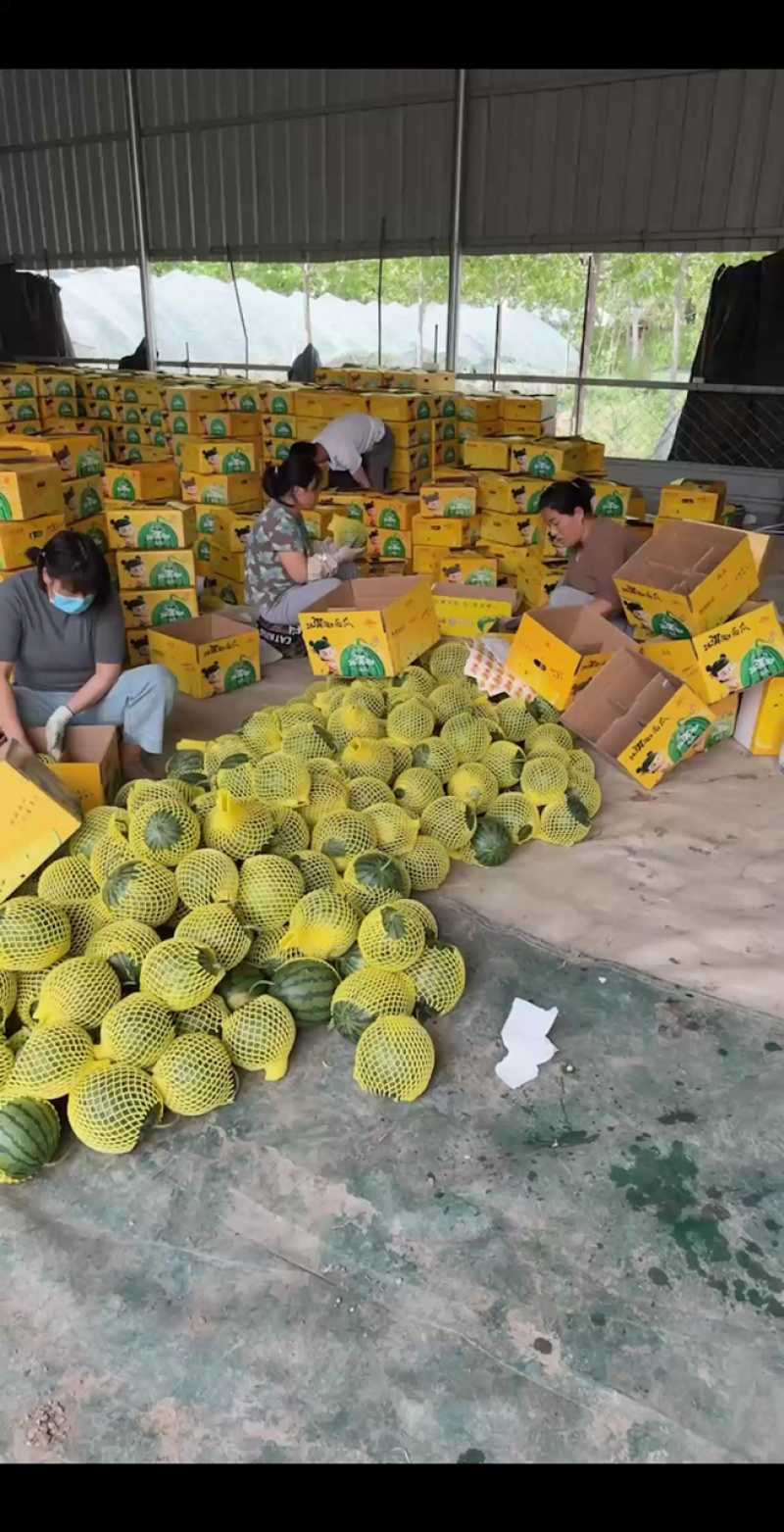 江苏特小凤西瓜对接商超批发商产地直销全国代发量大从优