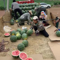 （甜王西瓜）糖度14+，大量供应电商，批发商产地直发