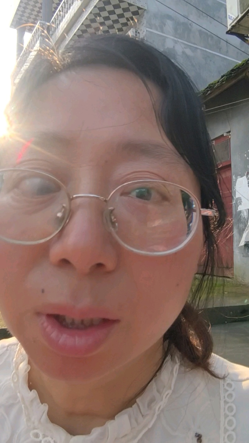 基地批发四季桂毛球四季桂灌丛四季桂绿篱耐修剪易成活效果好