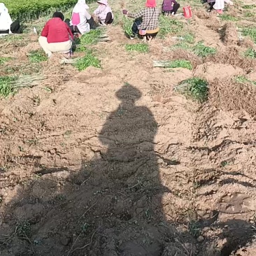 紫穗槐槐树大量出货4~6cm4~6cm1米以下欢迎
