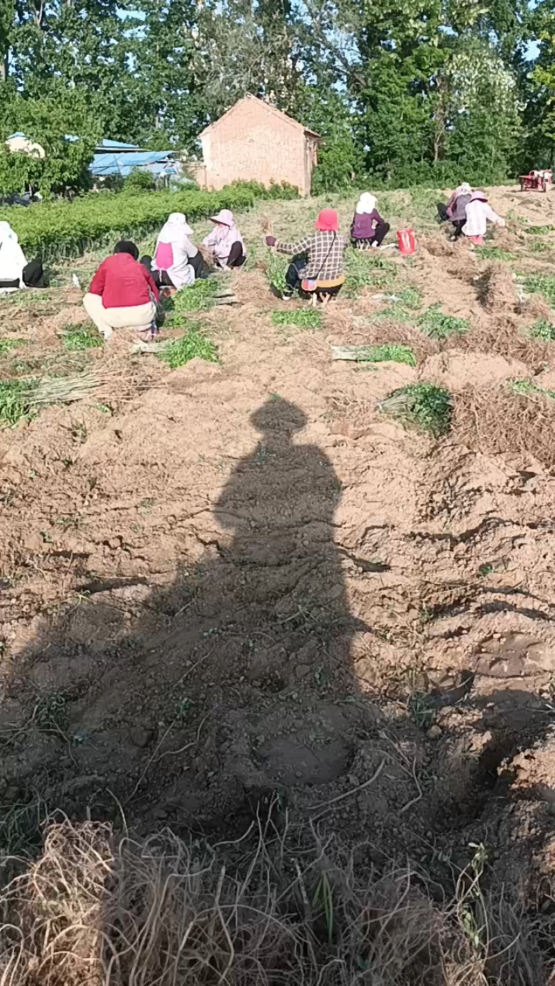 紫穗槐槐树大量出货4~6cm4~6cm1米以下欢迎