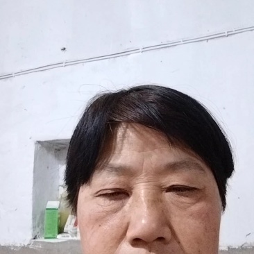 海蛰