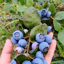 精选【蓝莓】杭州精品蓝莓鲜果现摘现发一手货源