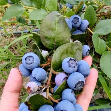 精选【蓝莓】杭州精品蓝莓鲜果现摘现发一手货源