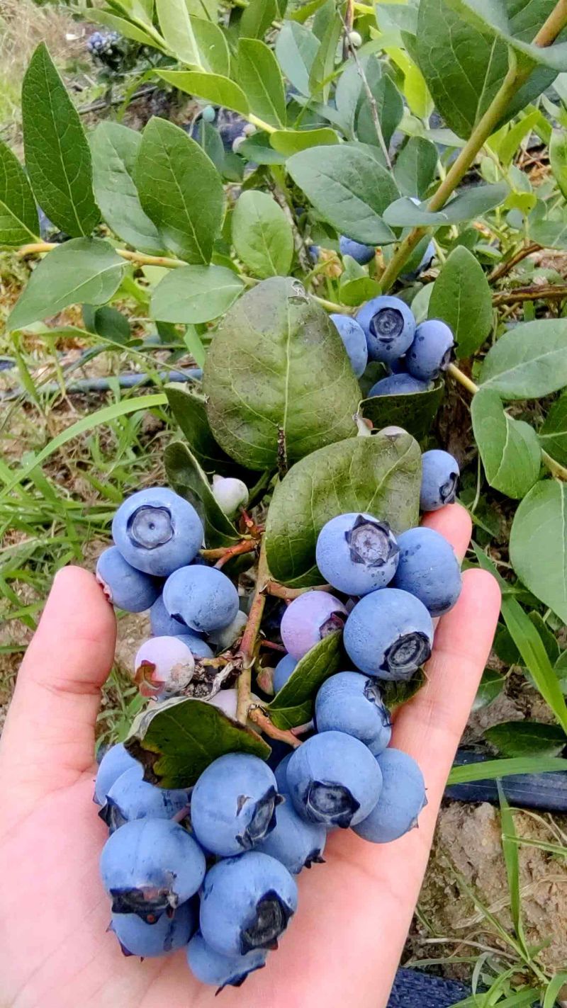 精选【蓝莓】杭州精品蓝莓鲜果现摘现发一手货源