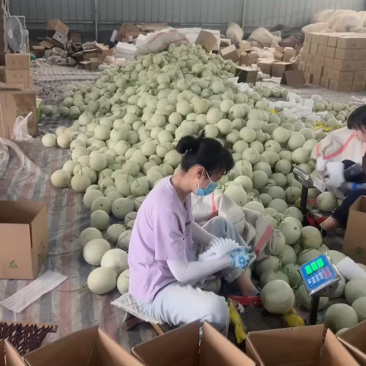 玉菇甜瓜，5斤10左右，各大电商平台直发，包售后，包质量