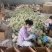 玉菇甜瓜，5斤10左右，各大电商平台直发，包售后，包质量
