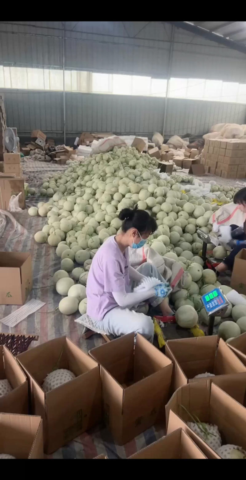 玉菇甜瓜，5斤10左右，各大电商平台直发，包售后，包质量